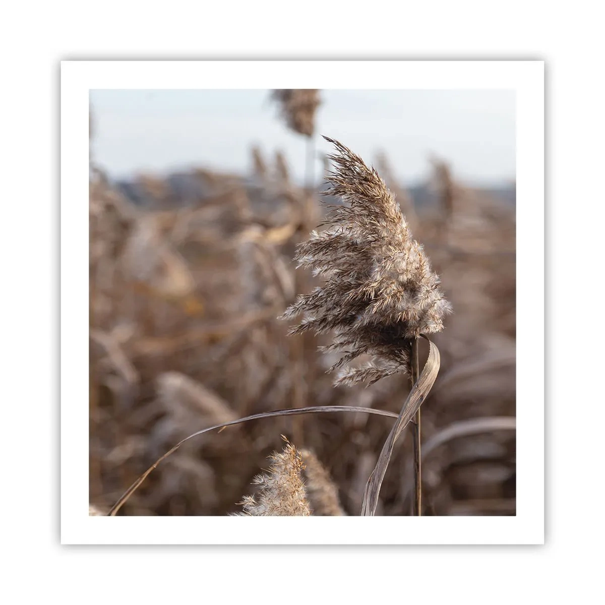 Poster - è tempo di volare col vento - 60x60 cm
