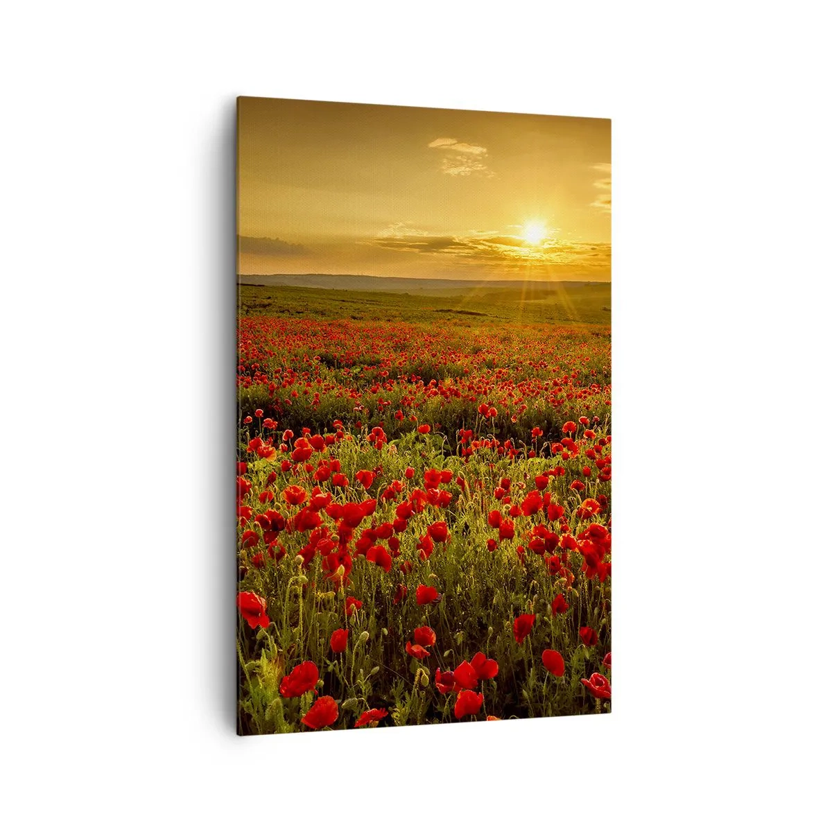 Quadro su tela - Stampe su Tela - Un campo di papaveri rossi al chiarore del sole al tramonto - 80x120cm - Tra il fruscio delle erbe, in un'esplosione di fiori - Decorazione murale moderna per soggiorno e camera da letto ARTTOR