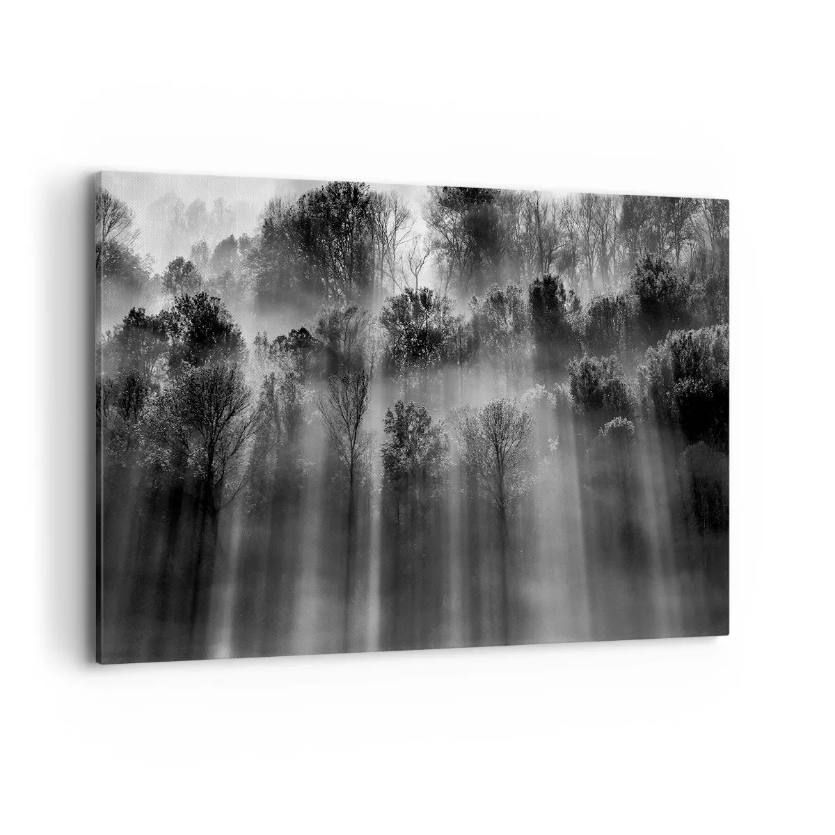 Quadro su tela - Stampe su Tela - Foresta in bianco e nero alla luce del mattino - 100x70cm - Nei getti di luce - Decorazione murale moderna per soggiorno e camera da letto ARTTOR