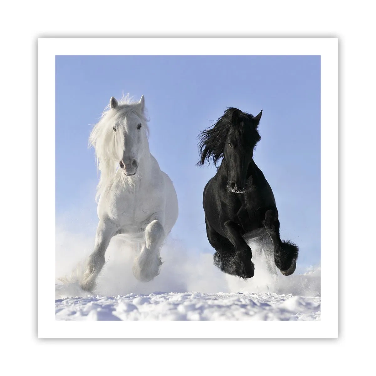 Poster - Galoppo in bianco e nero - 60x60 cm