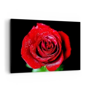 Quadro su tela - Stampe su Tela - Una rosa rossa ricoperta di gocce di rugiada su uno sfondo nero. - 120x80cm - Ecco l'amore - Decorazione murale moderna per soggiorno e camera da letto ARTTOR