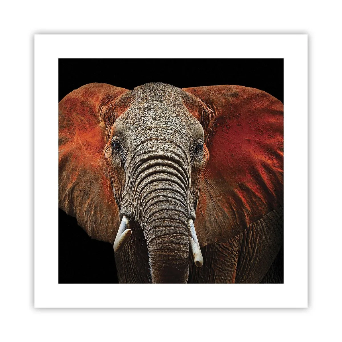 Poster - Sono selvaggio e tu? - 40x40 cm