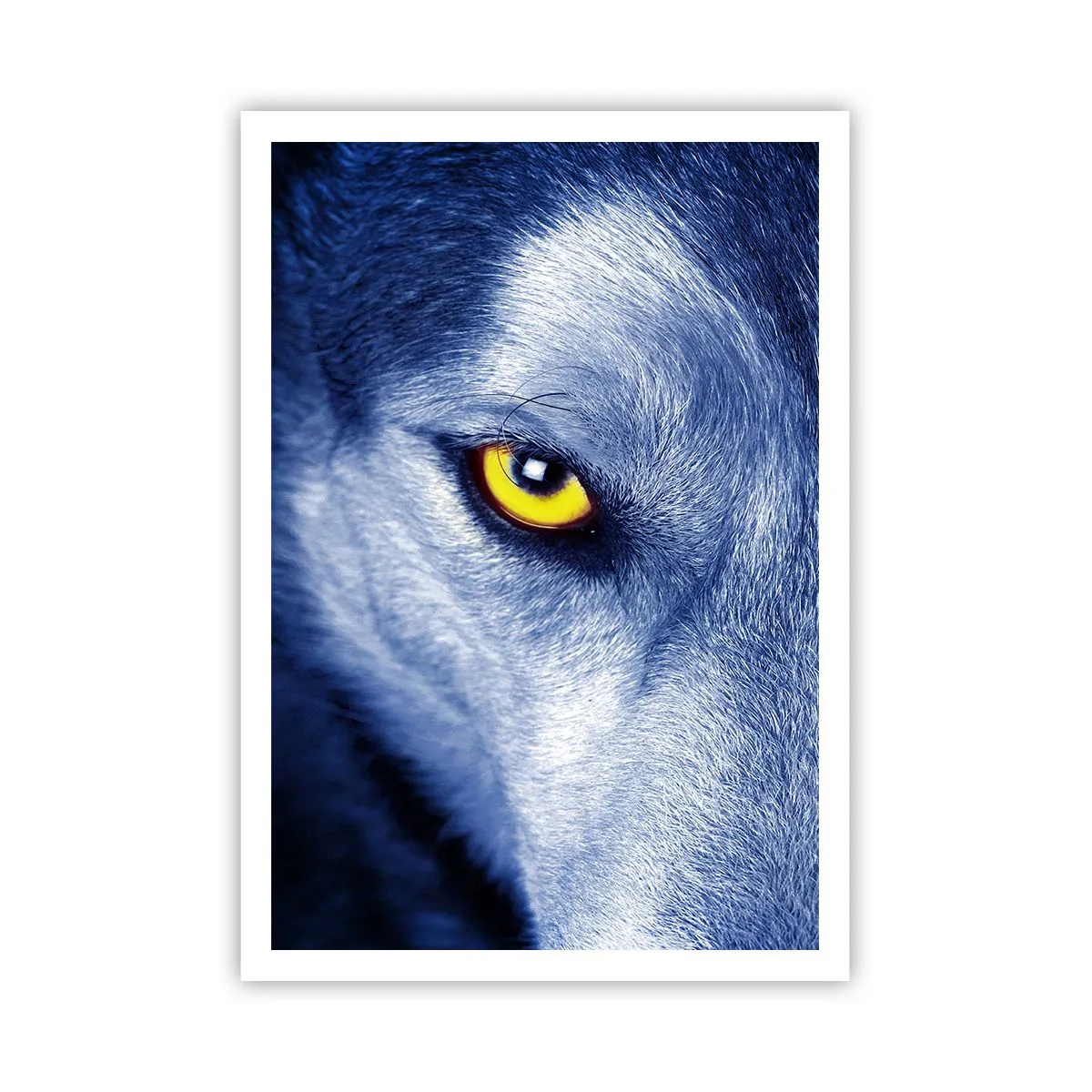 Poster - Sguardo ipnotico - 70x100 cm