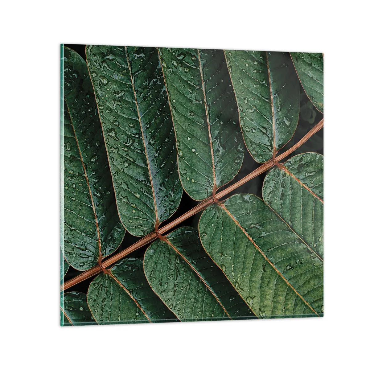 Quadro su vetro - Al ritmo verde - 50x50 cm