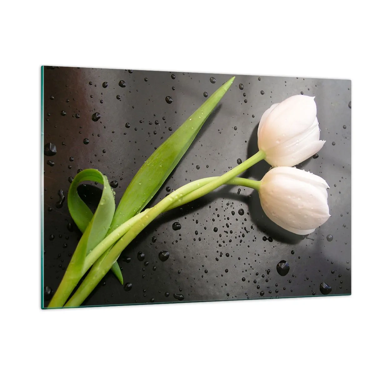 Quadro su vetro - Tulipani bianchi su uno sfondo con gocce d'acqua - 120x80cm - Intreccio primaverile - Decorazione murale moderna per soggiorno e camera da letto ARTTOR