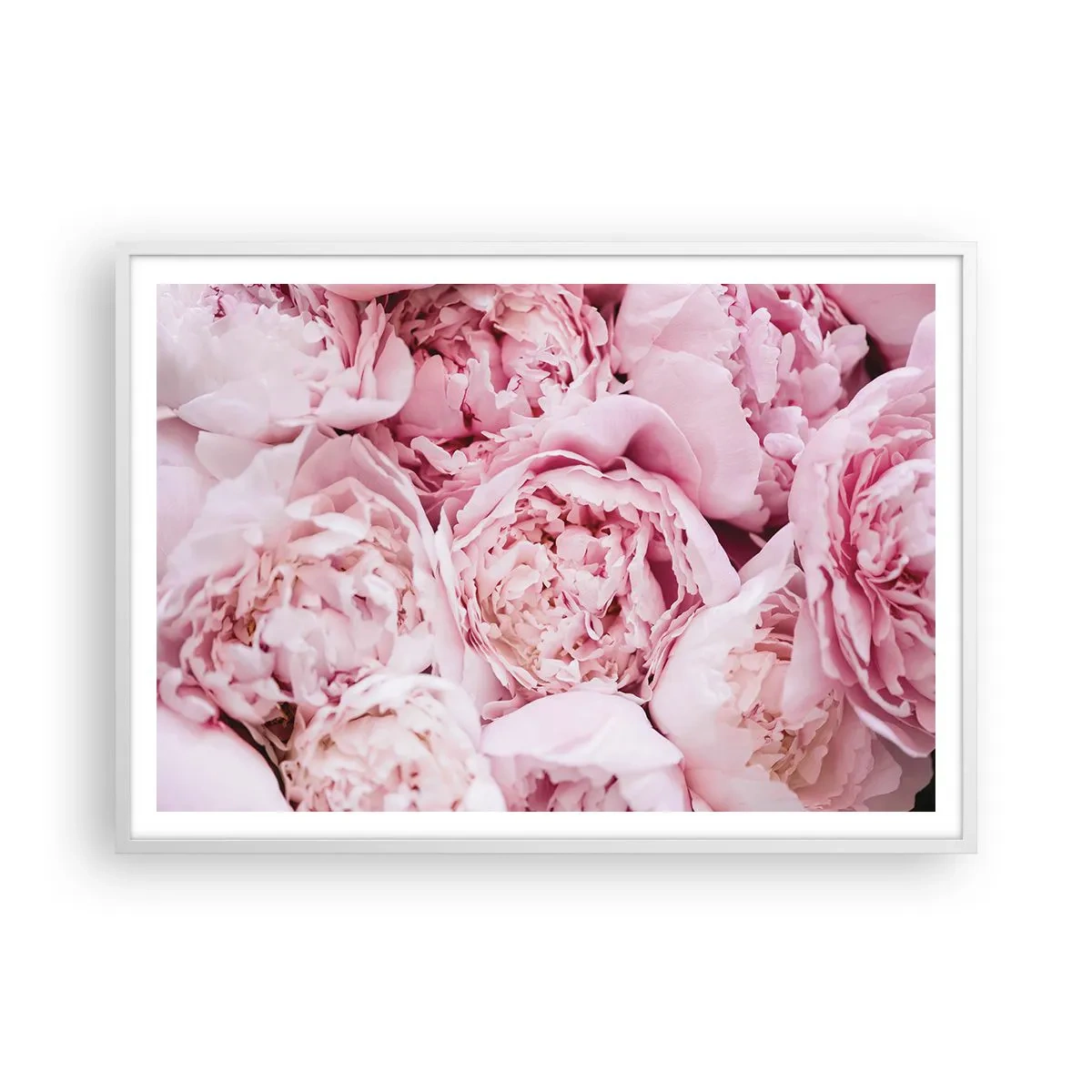 Poster in cornice bianca - Morbide e profumate - 100x70 cm