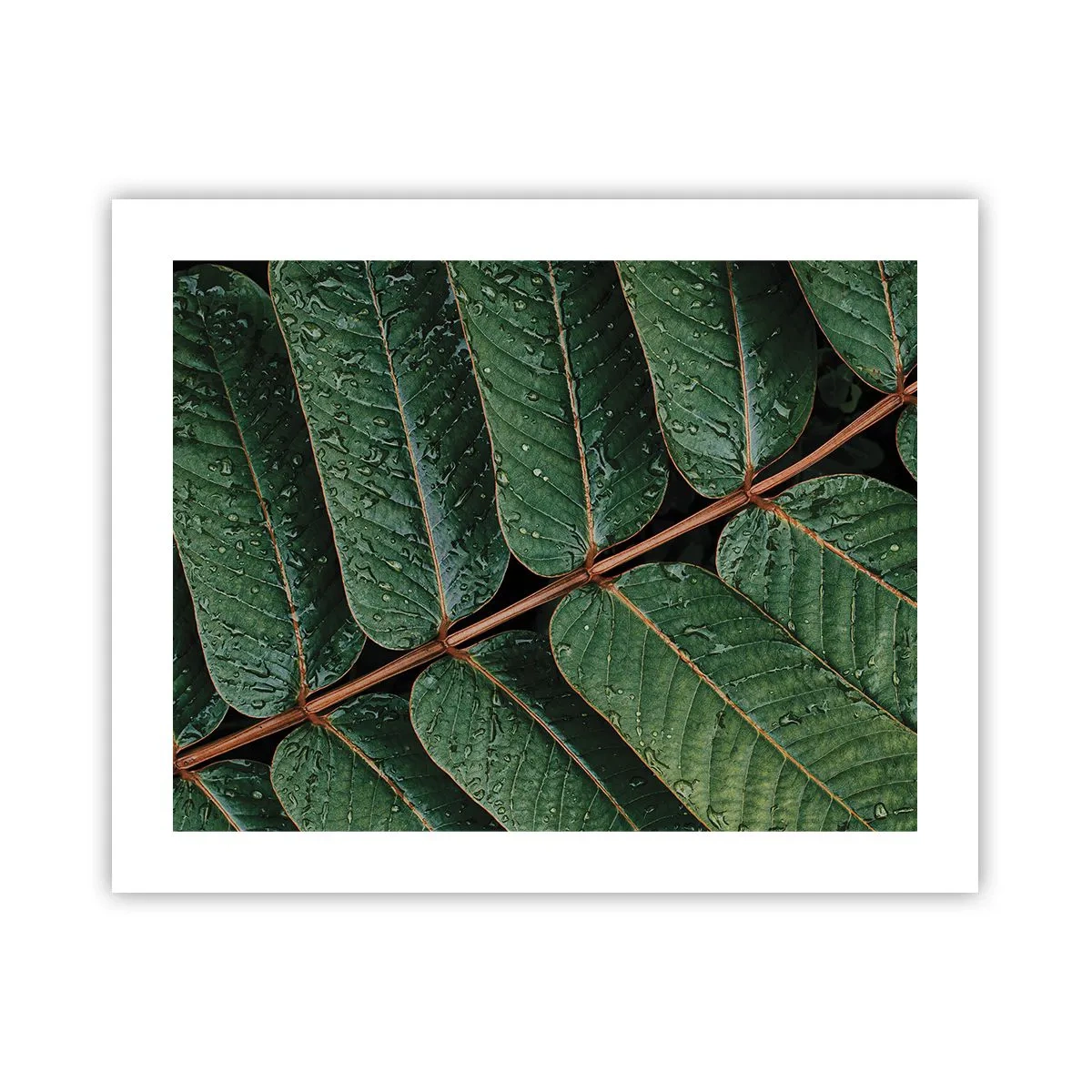 Poster - Al ritmo verde - 50x40 cm