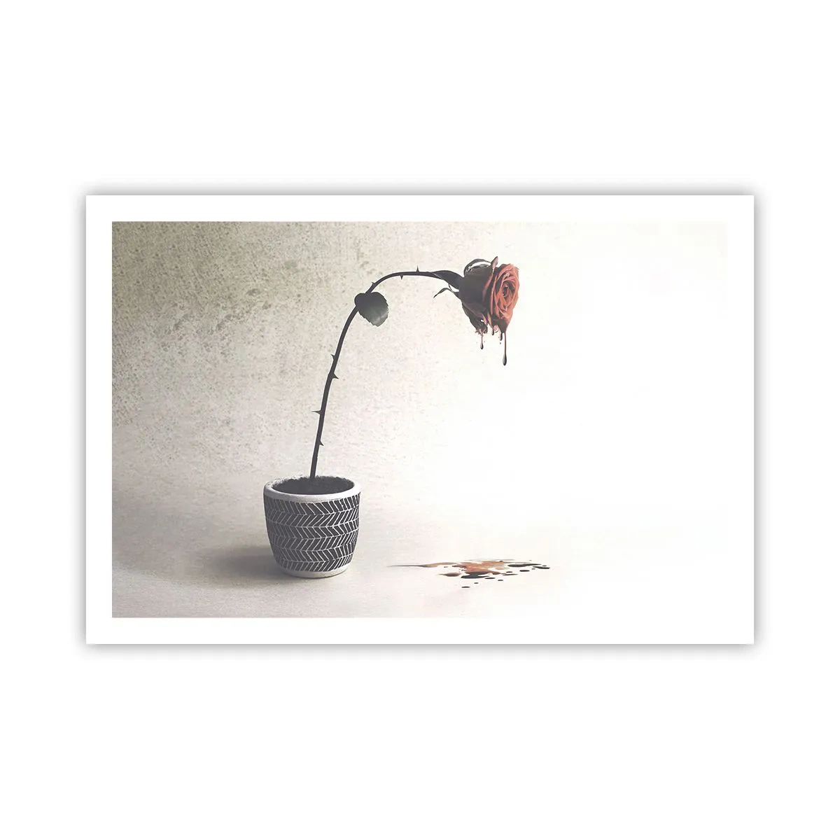 Poster - Rosa dolorosa - 91x61 cm
