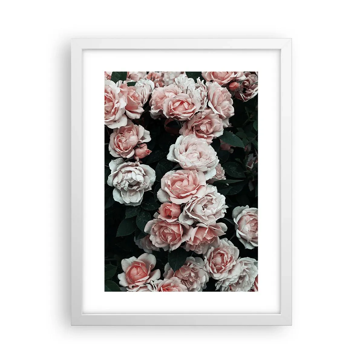 Poster in cornice bianca - Composizione di rose - 30x40 cm