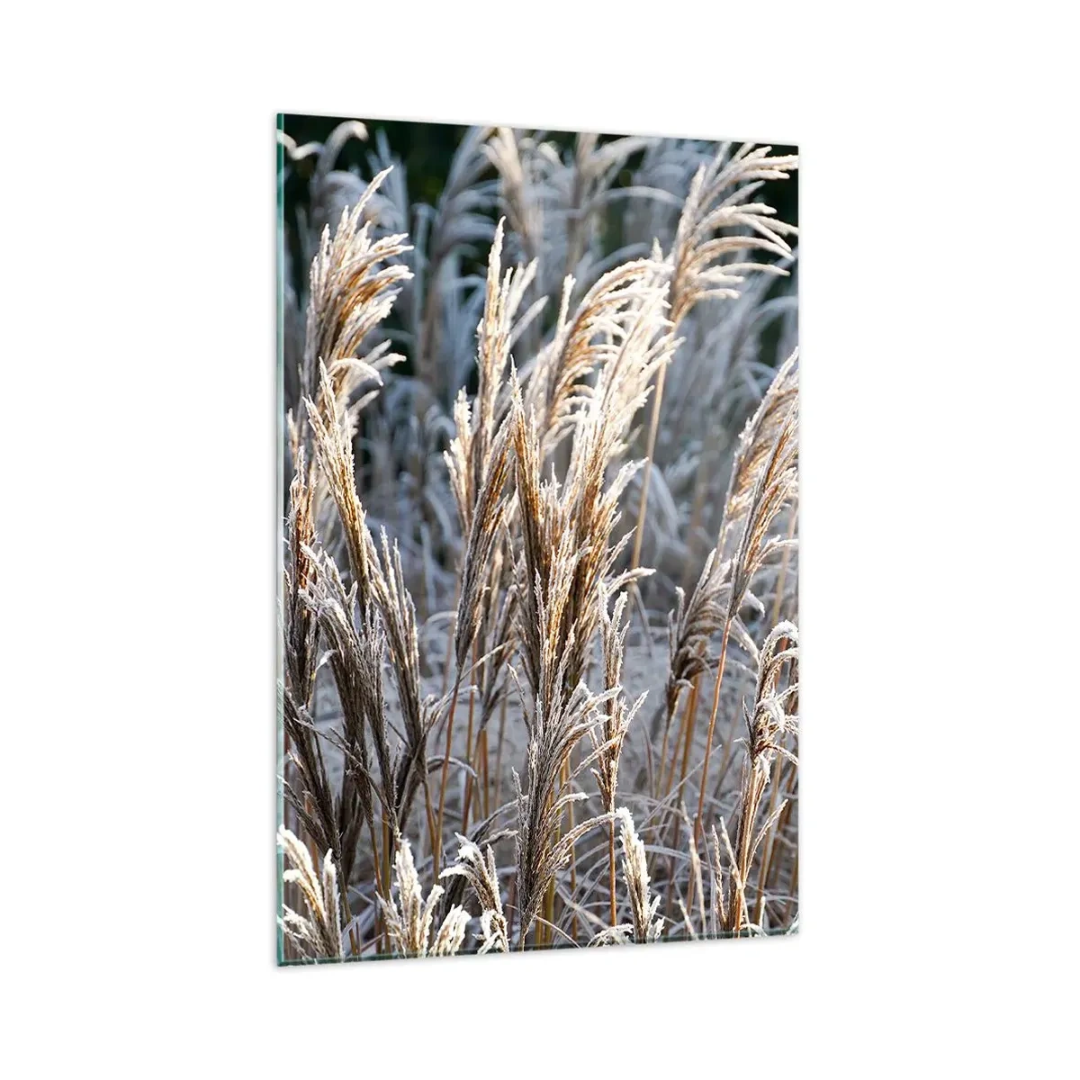 Quadro su vetro - Fili d'erba invernali ricoperti di brina su uno sfondo verde scuro - 80x120cm - Vestite di brina - Decorazione murale moderna per soggiorno e camera da letto ARTTOR