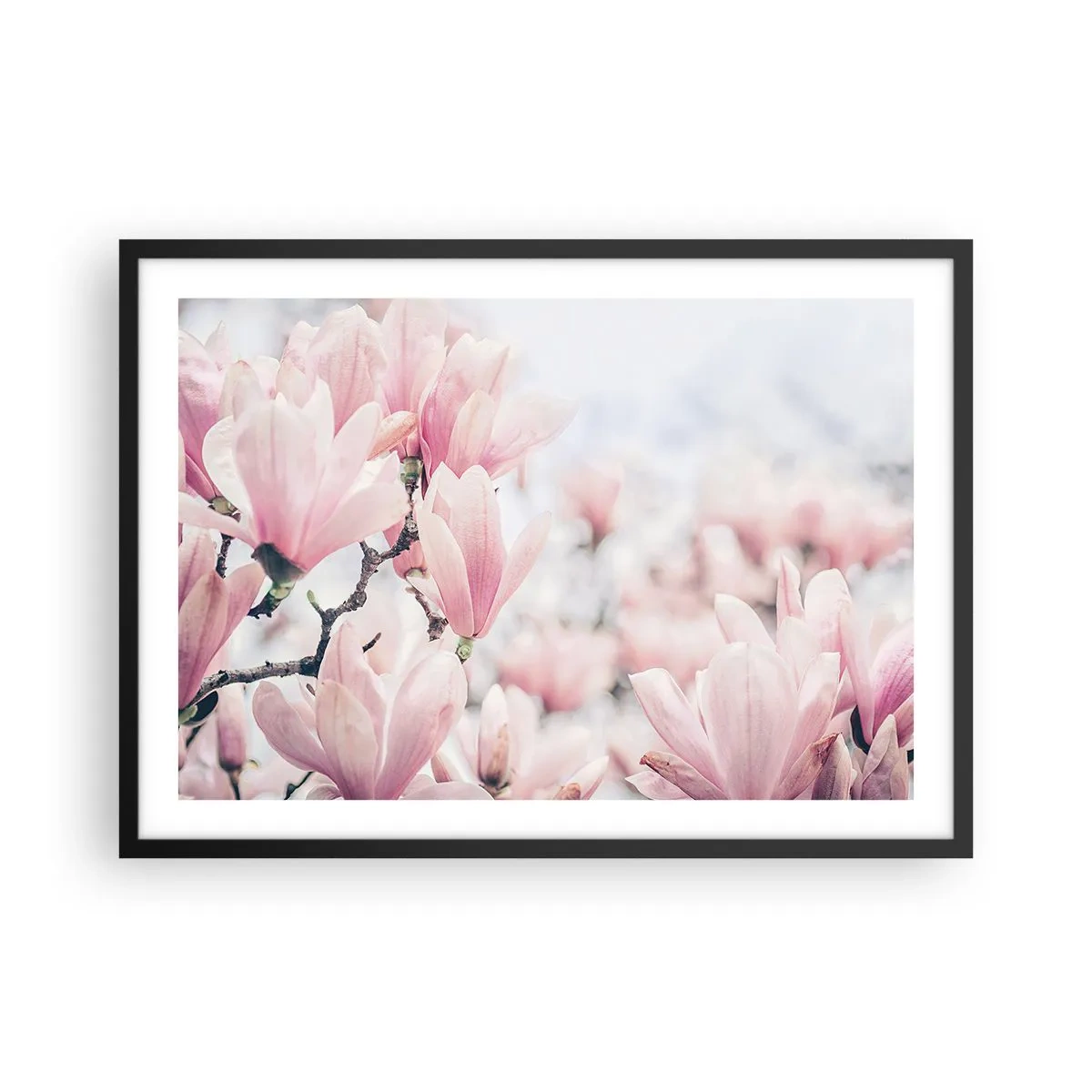 Poster in cornice nera - Delicati fiori di magnolia in delicate tonalità rosa - 70x50cm - Ideale di delicatezza - Decorazione murale moderna per soggiorno e camera da letto ARTTOR