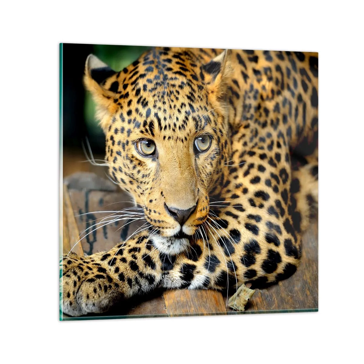 Quadro su vetro - Non temere, avvicinati - 40x40 cm