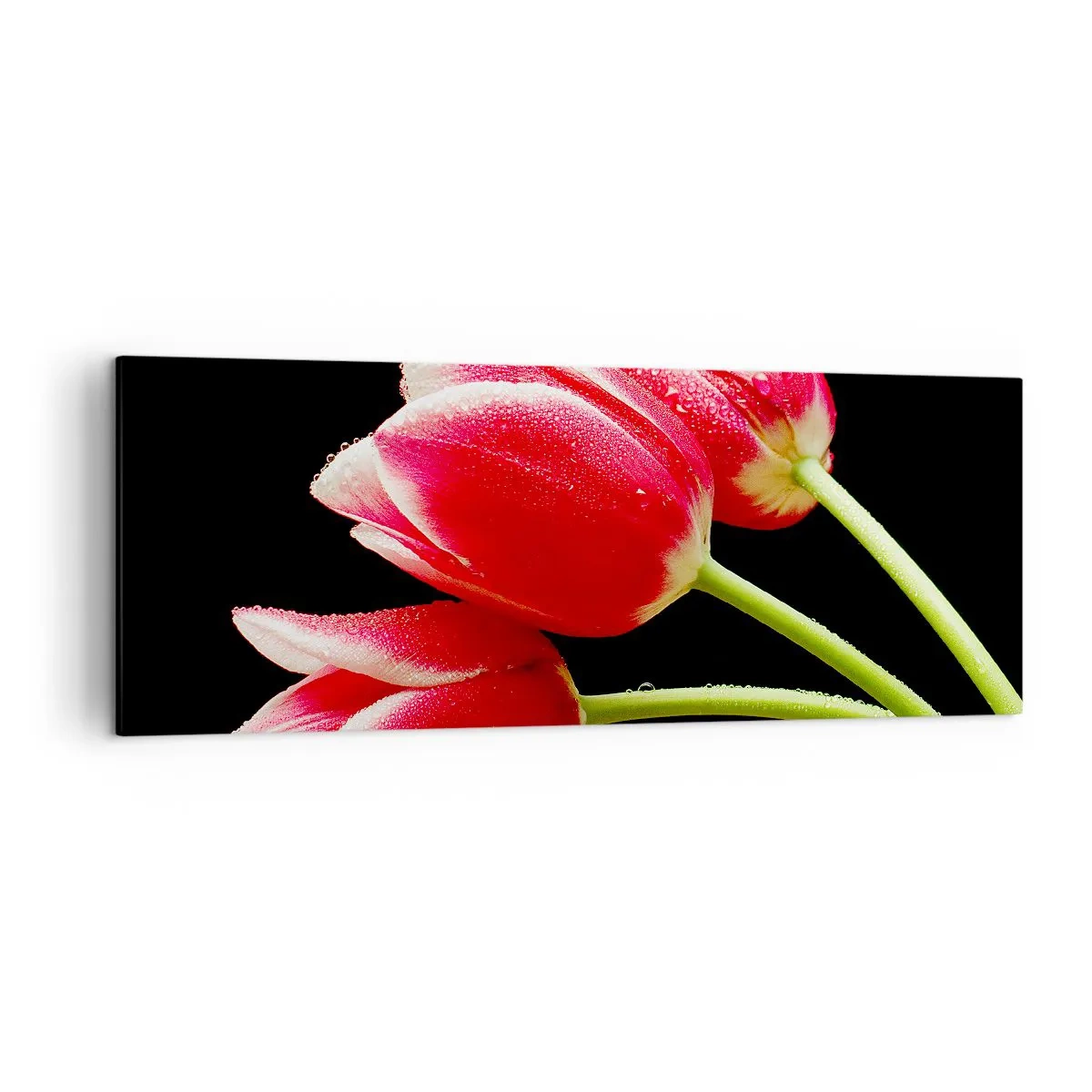 Quadro su tela - Stampe su Tela - Tulipani rossi con gocce di rugiada su sfondo nero - 140x50cm - Promessa di amore puro - Decorazione murale moderna per soggiorno e camera da letto ARTTOR