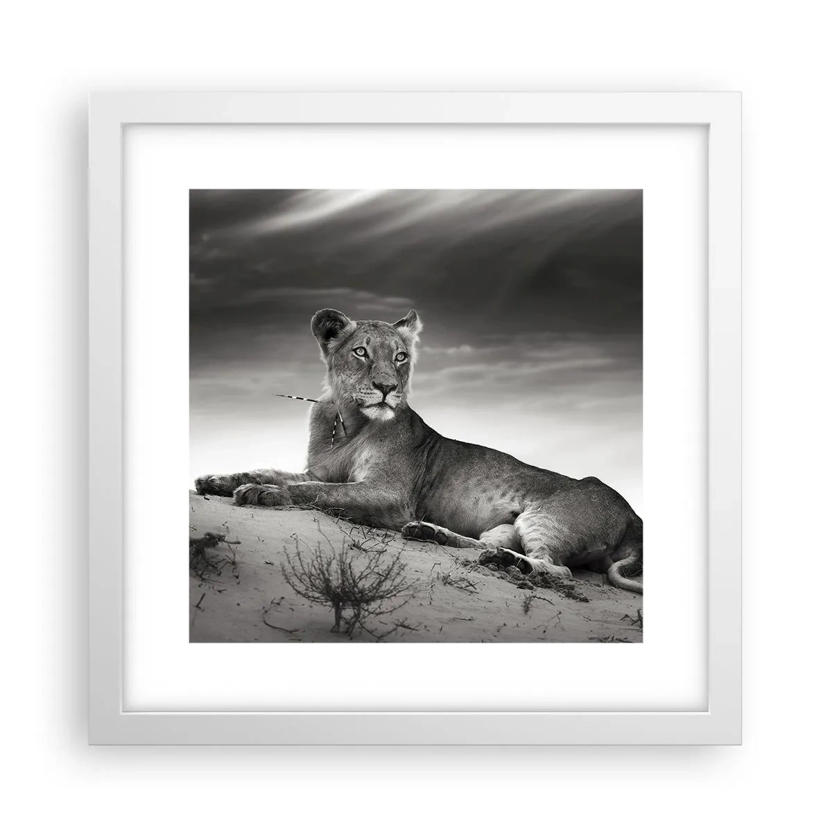 Poster in cornice bianca - Il riposo della regina del deserto - 30x30 cm