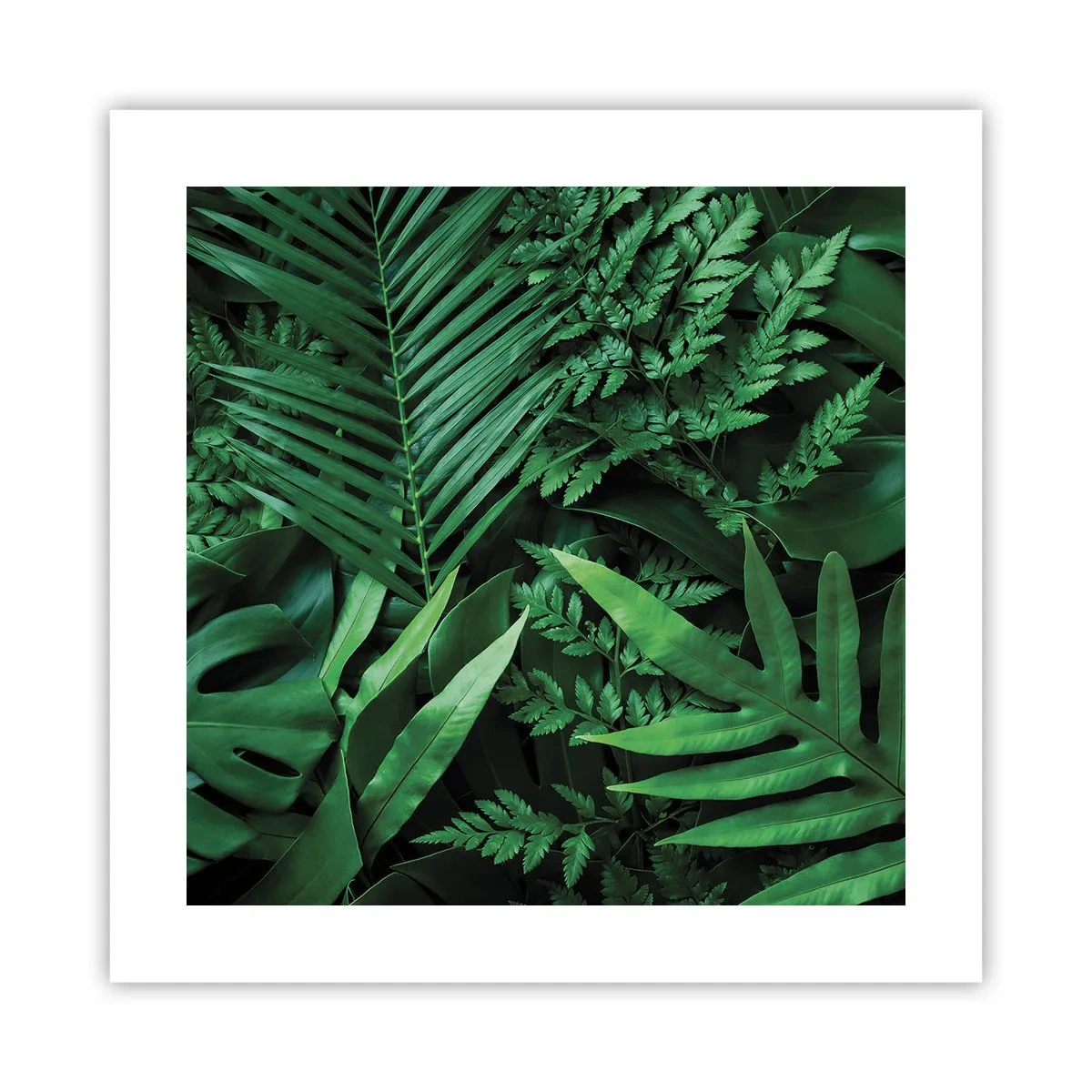 Poster - Avvolti nel verde - 40x40 cm