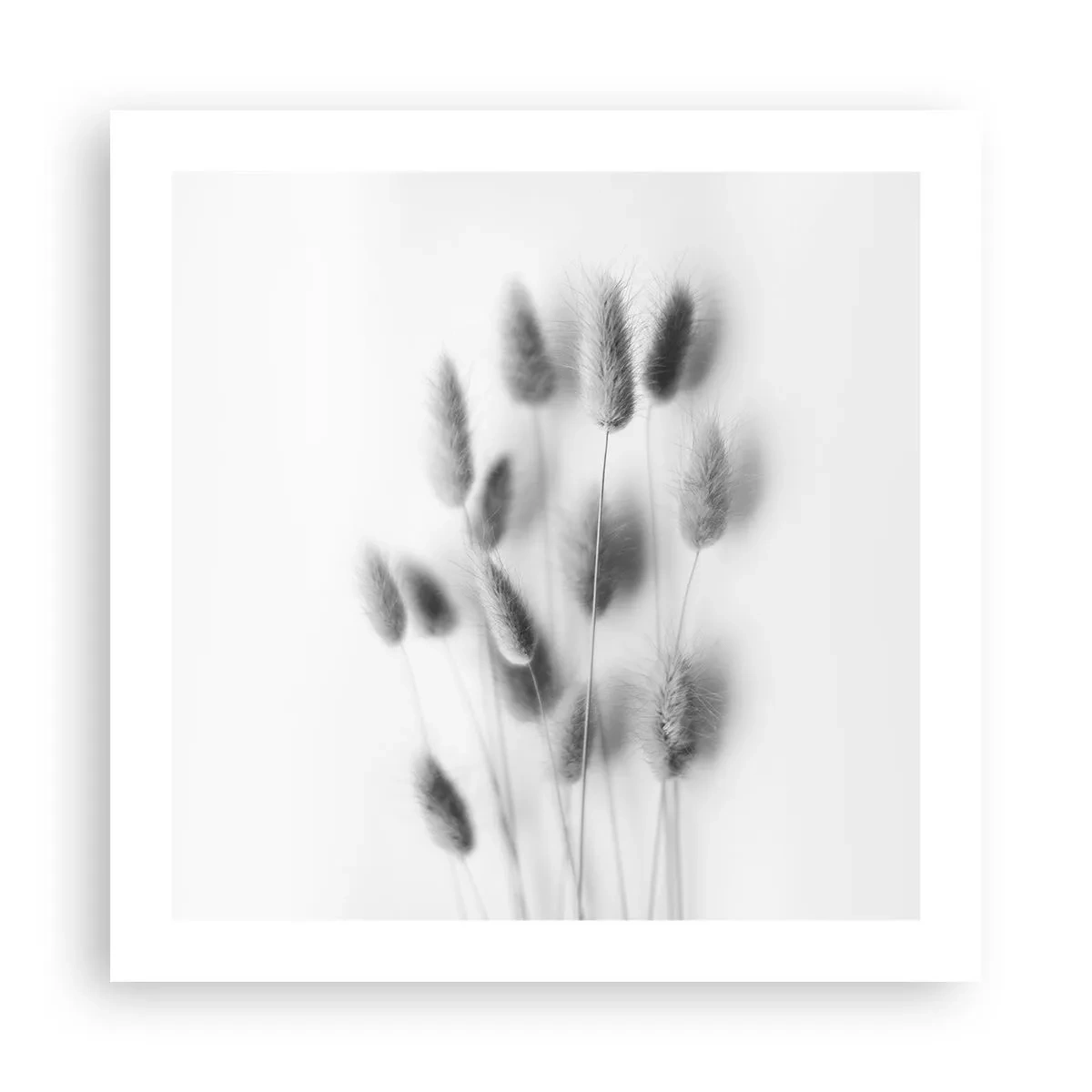 Poster - Erba soffice - 50x50 cm