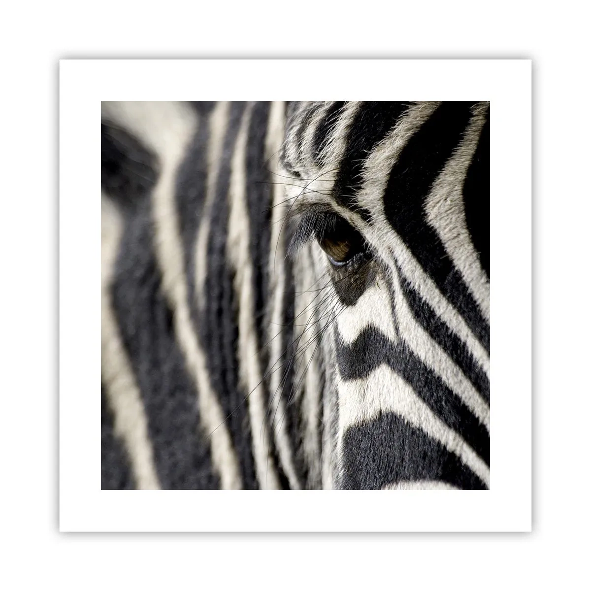 Poster - Ritratto a strisce - 40x40 cm