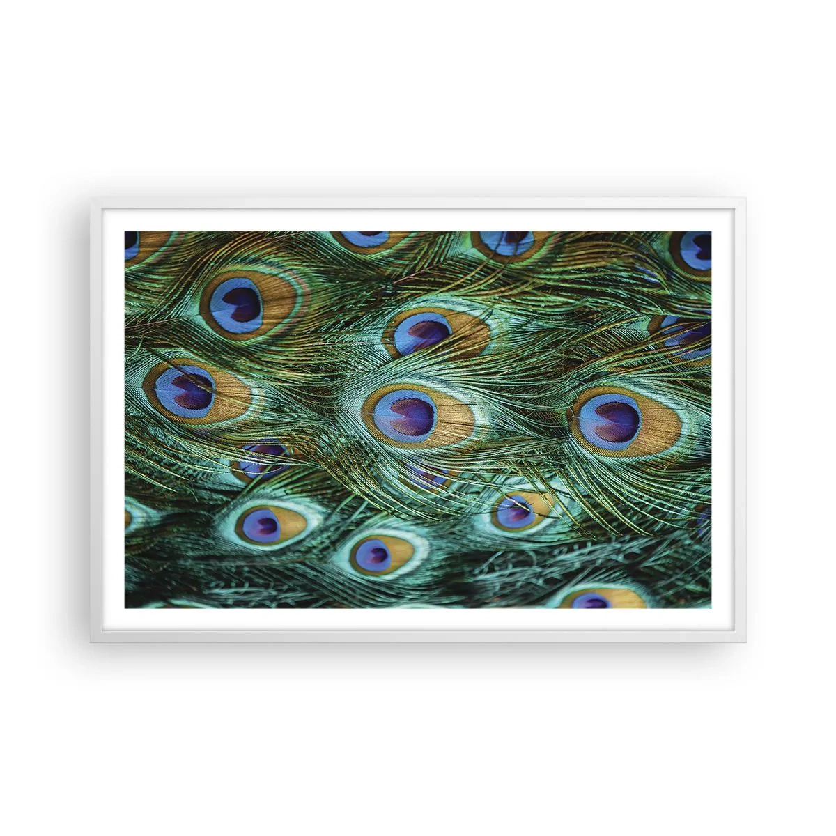 Poster in cornice bianca - Lo sguardo del pavone - 91x61 cm