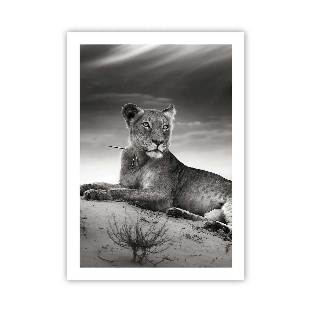Poster - Ritratto in bianco e nero di un leone che riposa nel deserto - 50x70cm - Il riposo della regina del deserto - Decorazione murale moderna per soggiorno e camera da letto ARTTOR