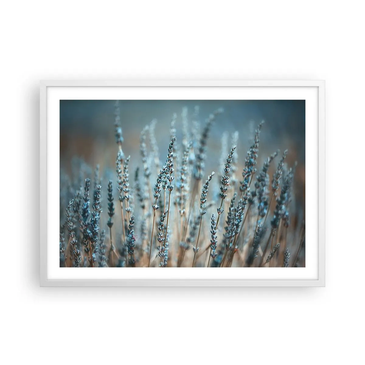 Poster in cornice bianca - Campo profumato - 70x50 cm