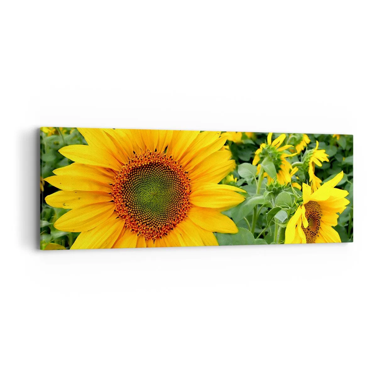 Quadro su tela - Stampe su Tela - Centinaia di soli ardono - 90x30 cm