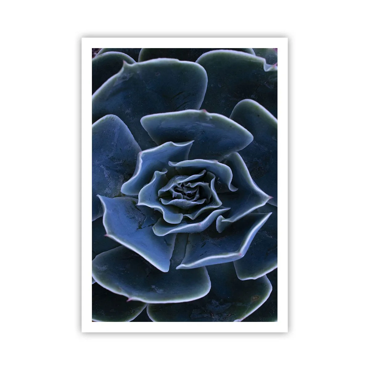 Poster - Fiore del deserto - 70x100 cm