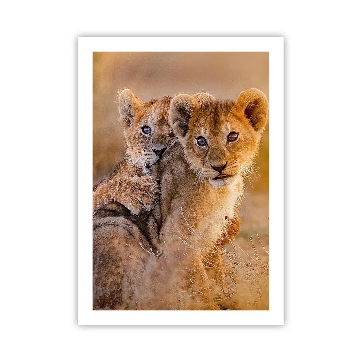 Poster - Cuccioli di leone nella savana africana - 50x70cm - Non disturbare! Giochiamo - Decorazione murale moderna per soggiorno e camera da letto ARTTOR