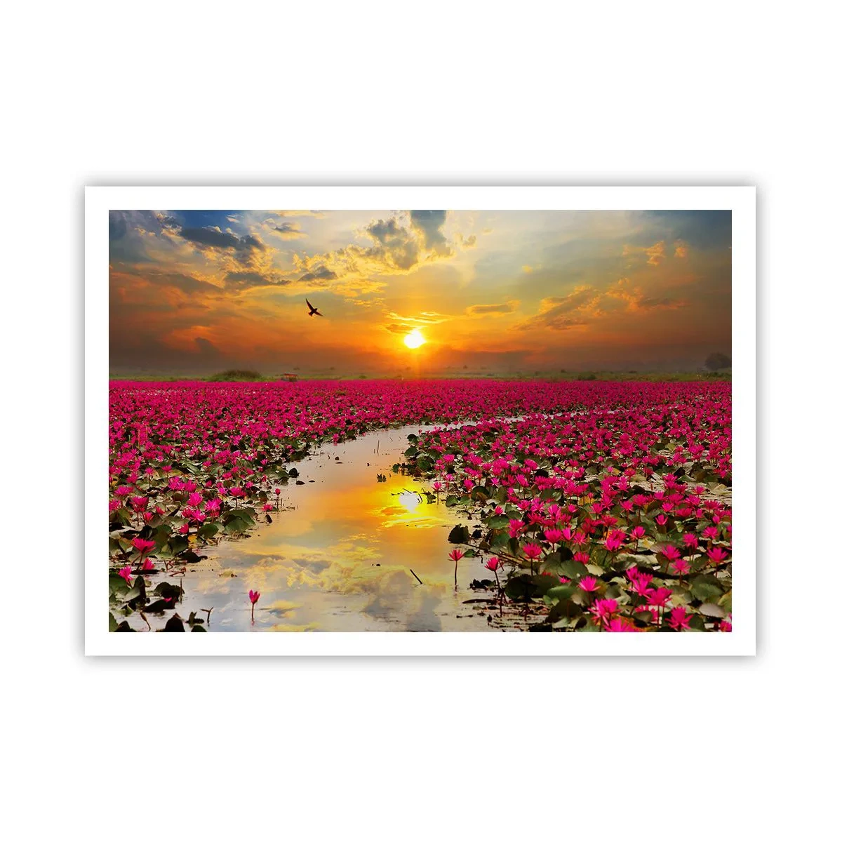 Poster - Un campo di ninfee rosa al tramonto - 100x70cm - La vita segreta del lago - Decorazione murale moderna per soggiorno e camera da letto ARTTOR
