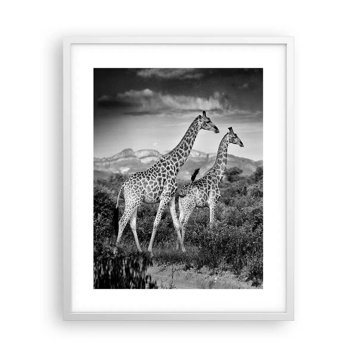 Poster in cornice bianca - Alta classe in Africa - 40x50 cm