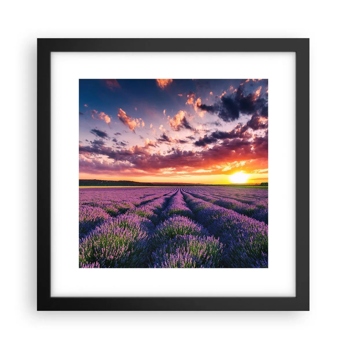 Poster in cornice nera - Il mondo della lavanda - 30x30 cm