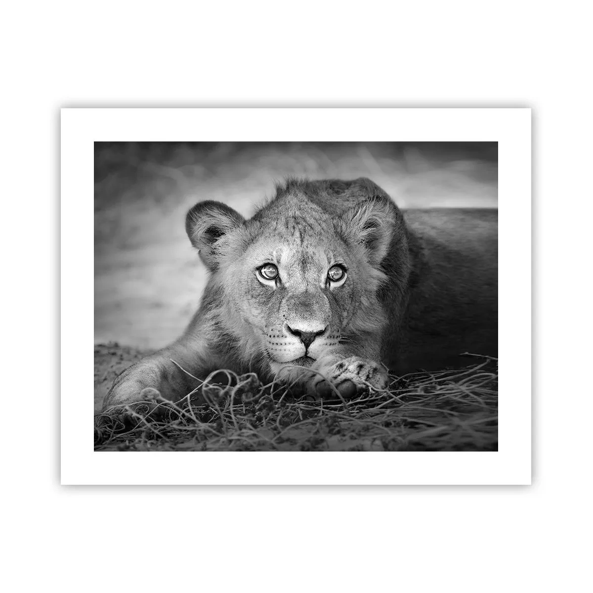 Poster - Cucciolo reale - 50x40 cm