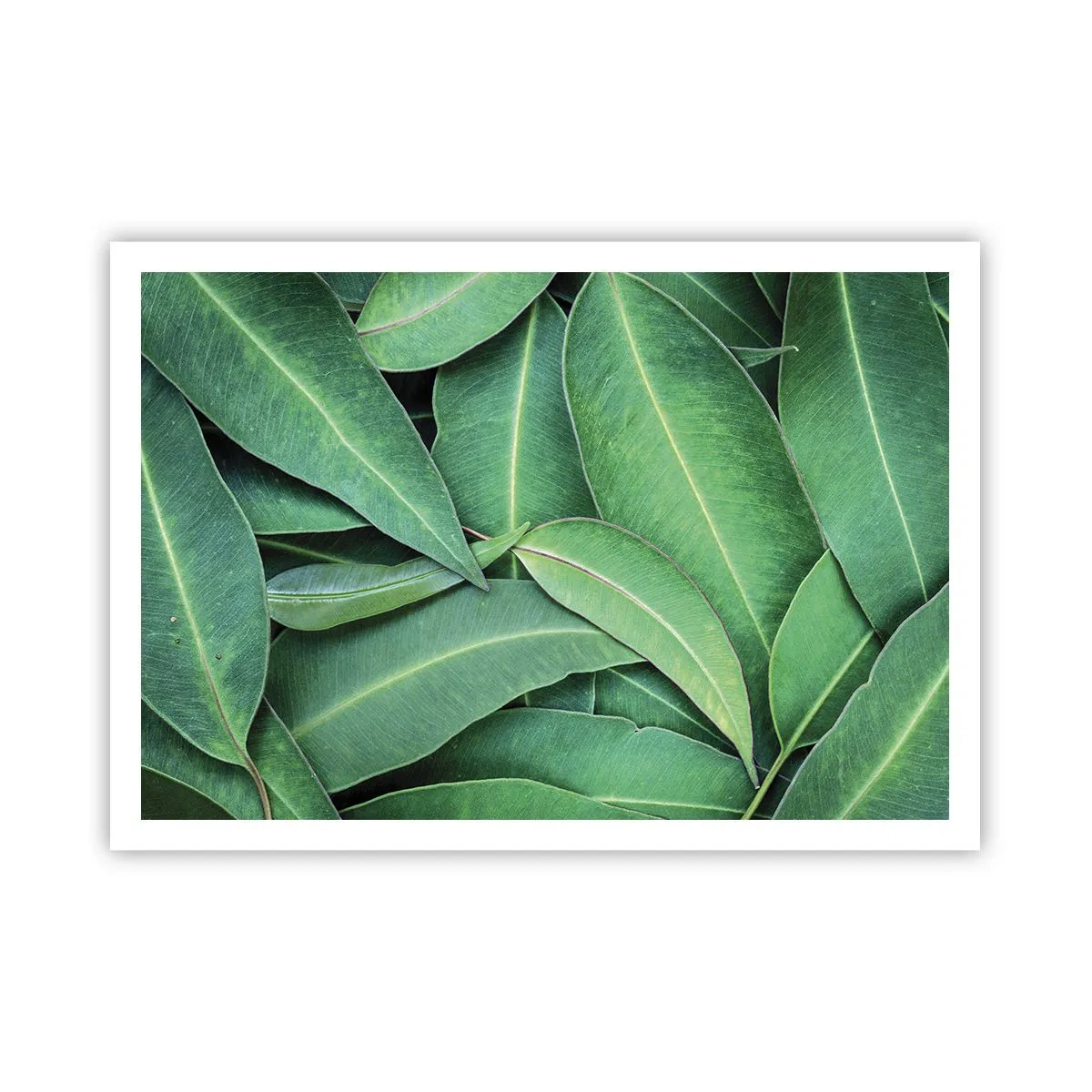 Poster - Primo piano di foglie verdi che creano un motivo naturale - 100x70cm - Succosi e freschi - Decorazione murale moderna per soggiorno e camera da letto ARTTOR