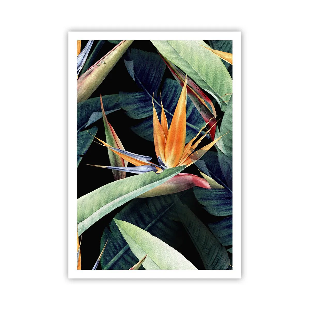 Poster - I fiori fiammeggianti dei tropici - 70x100 cm