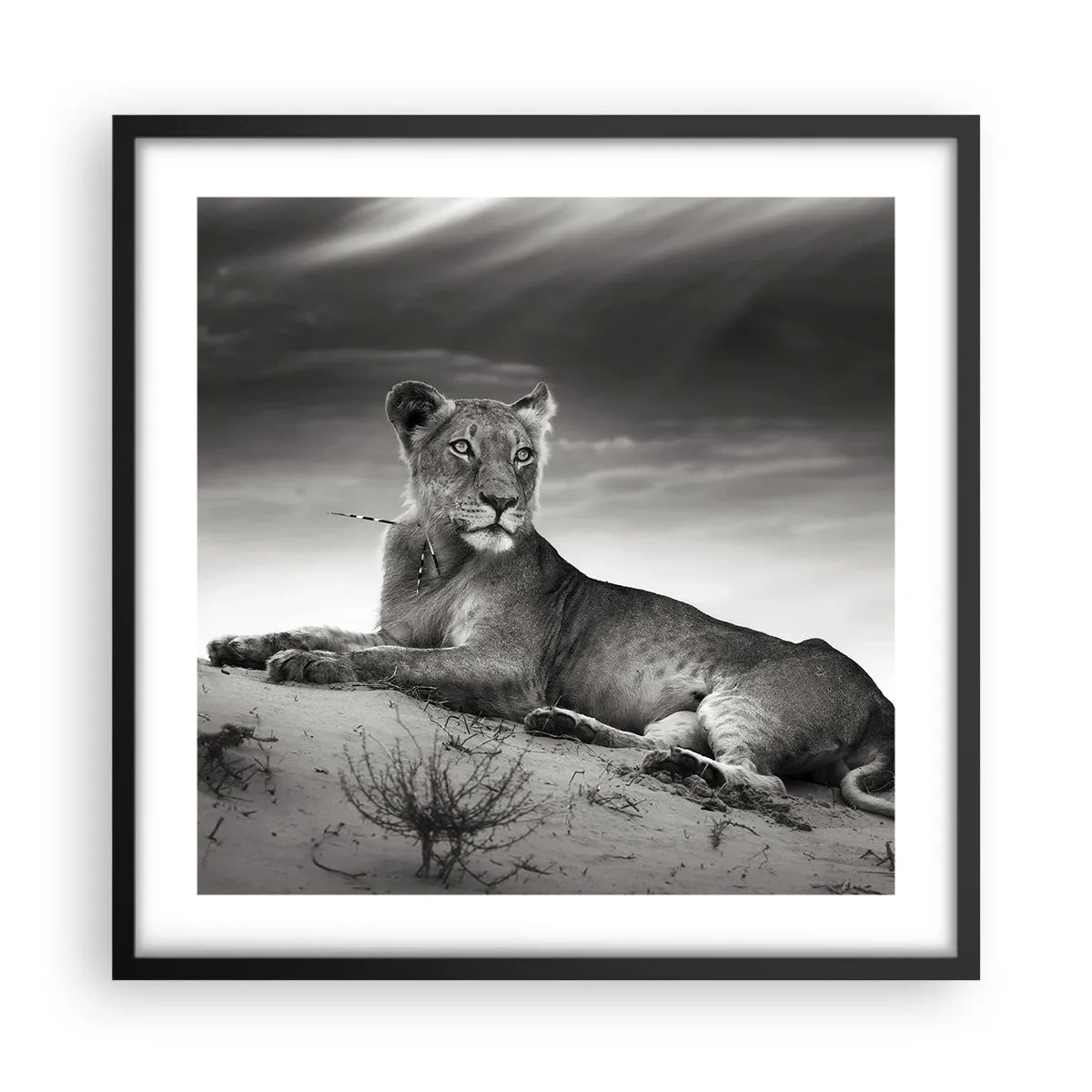 Poster in cornice nera - Il riposo della regina del deserto - 50x50 cm