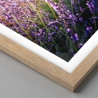 Rovere chiaro