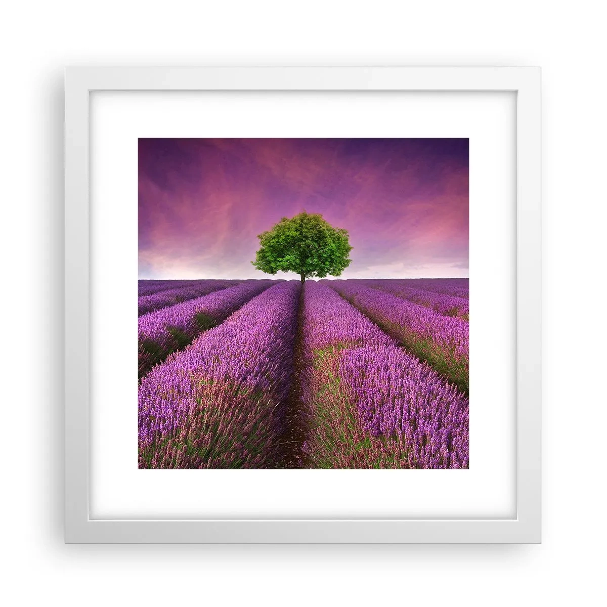 Poster in cornice bianca - Sui campi di lavanda - 30x30 cm