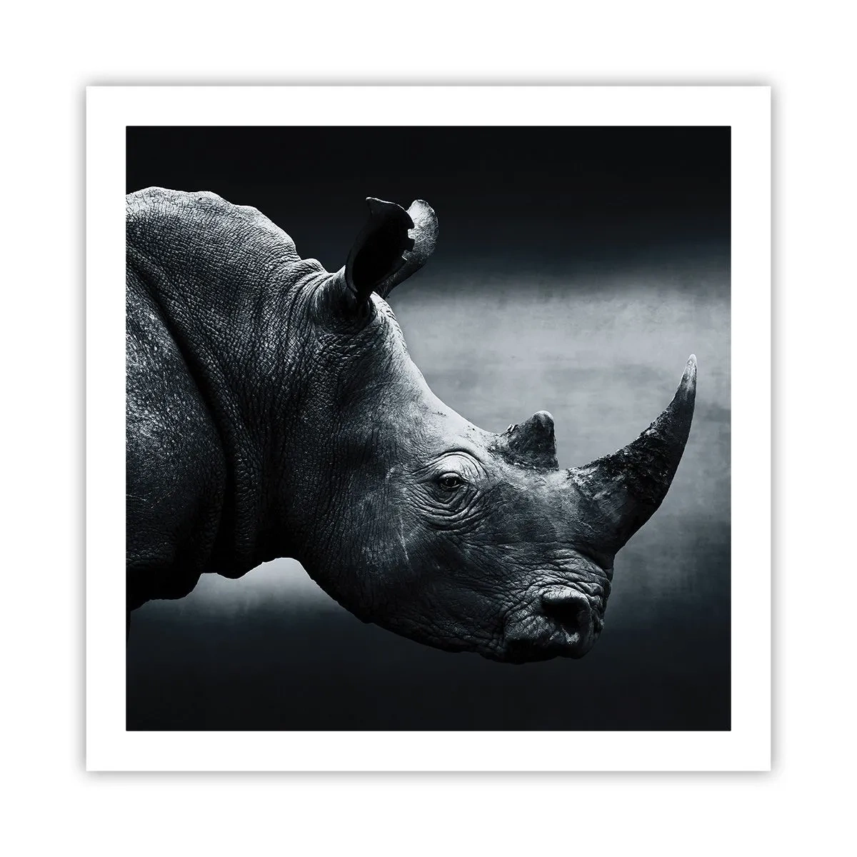Poster - Profilo destro - 60x60 cm