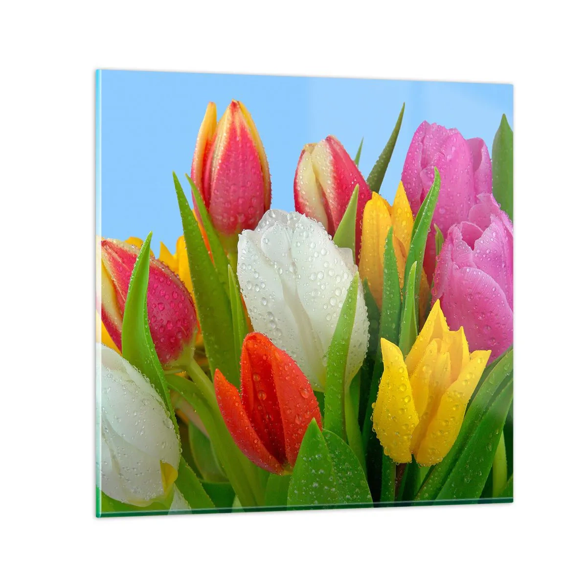 Quadro su vetro - Fiori multicolori nella rugiada - 70x70 cm