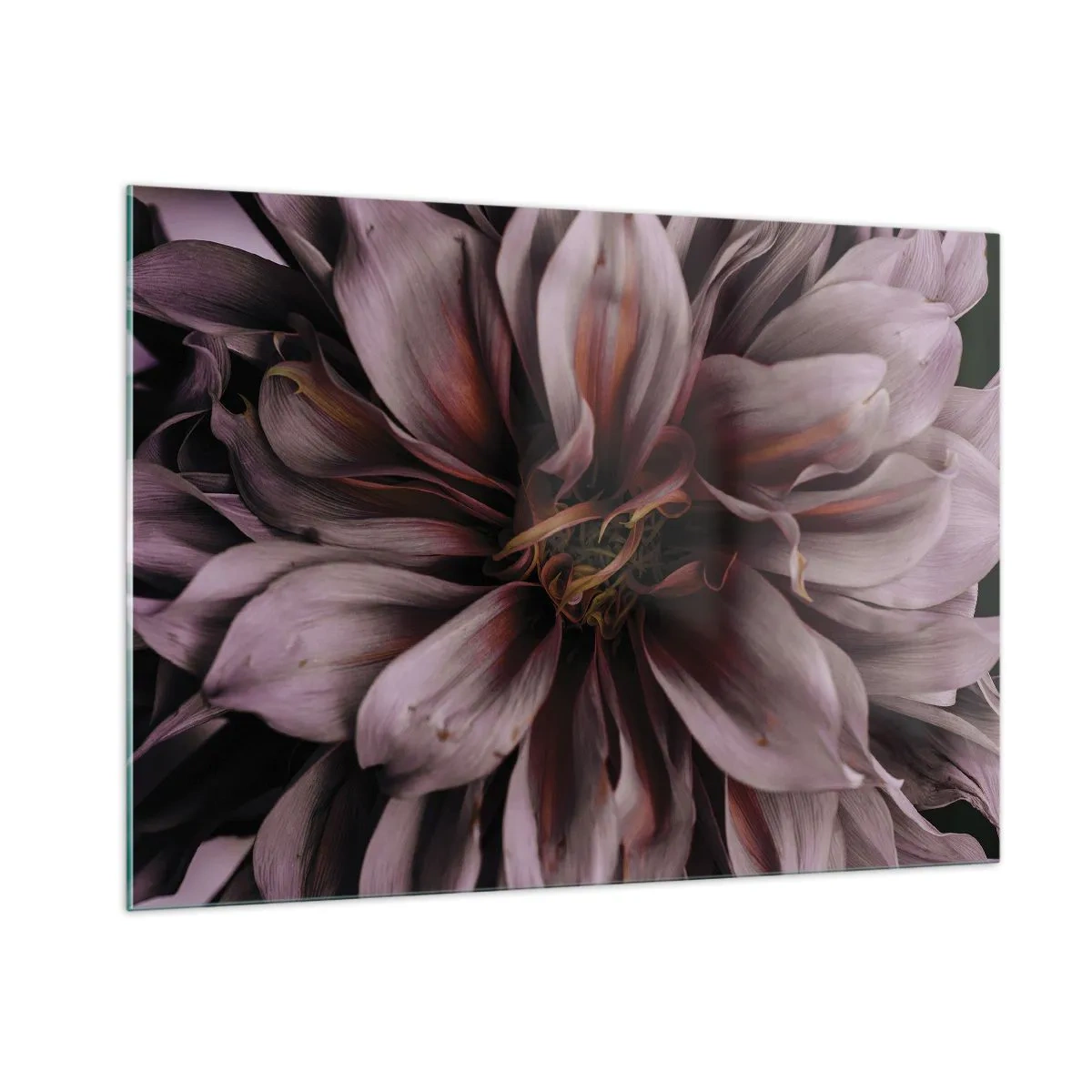 Quadro su vetro - Primo piano di un fiore scuro con petali viola e bordeaux - 100x70cm - Cuore d'aprile - Decorazione murale moderna per soggiorno e camera da letto ARTTOR