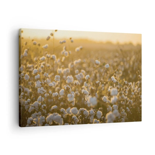 Quadro su tela - Stampe su Tela - Un campo di cotone nella calda luce del sole al tramonto - 70x50cm - Campo di morbidezza - Decorazione murale moderna per soggiorno e camera da letto ARTTOR