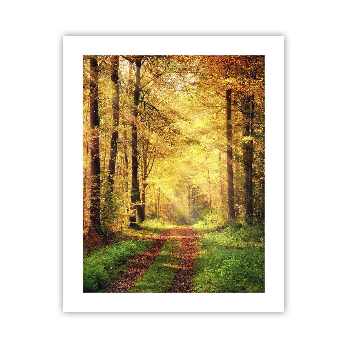 Poster - Il silenzio d'oro del bosco - 40x50 cm