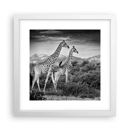 Poster in cornice bianca - Alta classe in Africa - 30x30 cm