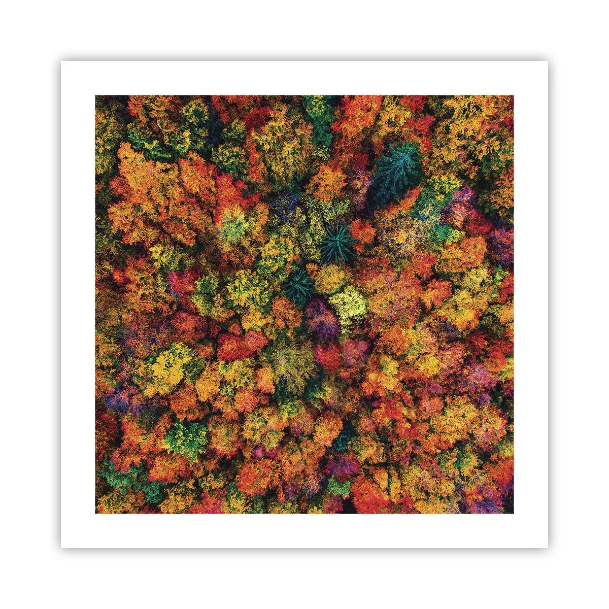 Poster - Il bouquet degli alberi d'autunno - 50x50 cm