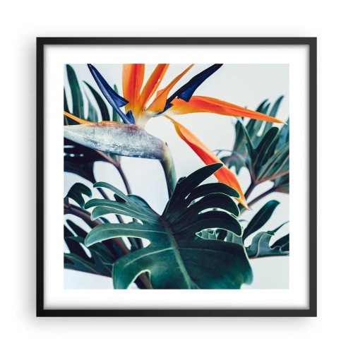 Poster in cornice nera - Pianta uccello - 50x50 cm