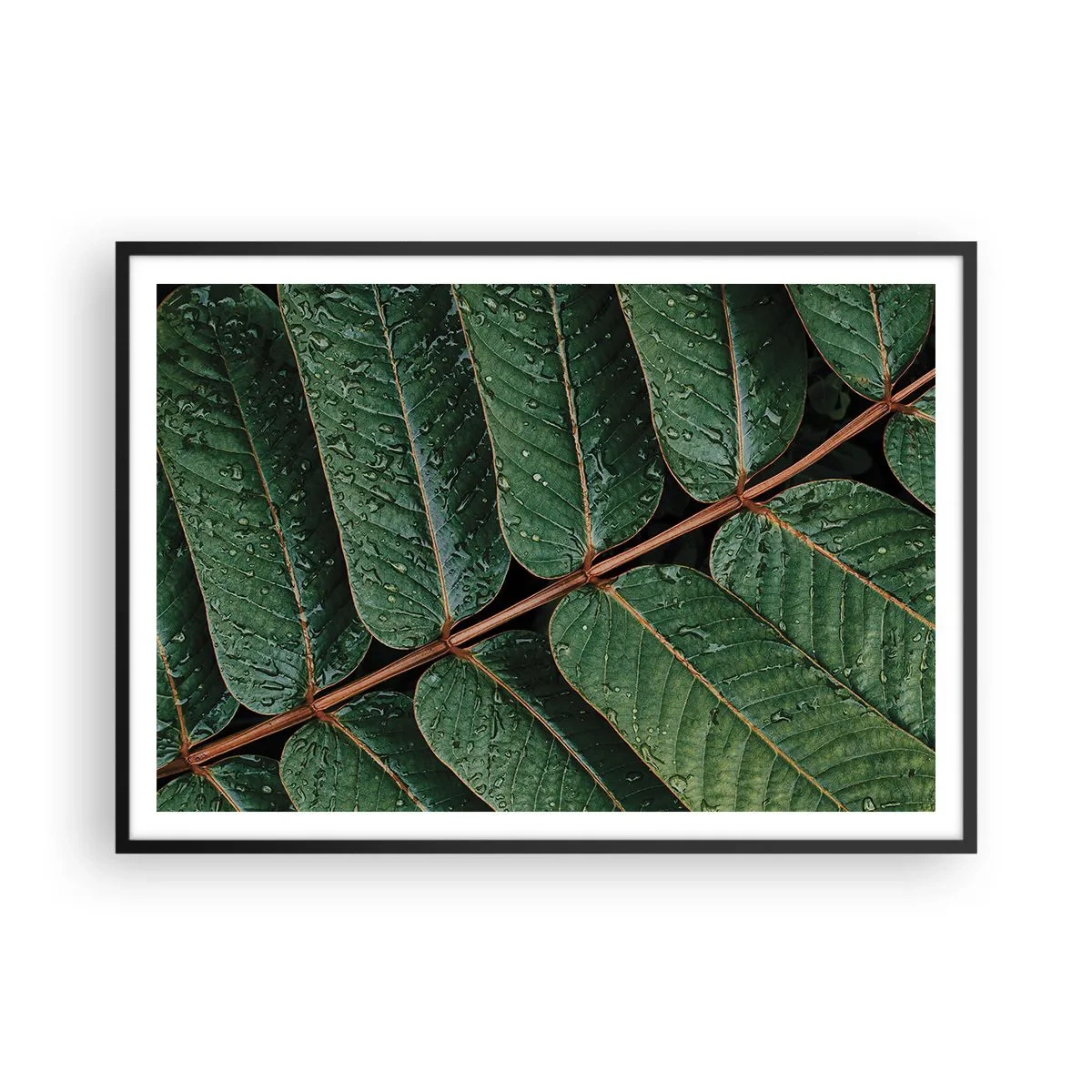 Poster in cornice nera - Macro di foglie verdi con gocce di rugiada - 100x70cm - Al ritmo verde - Decorazione murale moderna per soggiorno e camera da letto ARTTOR