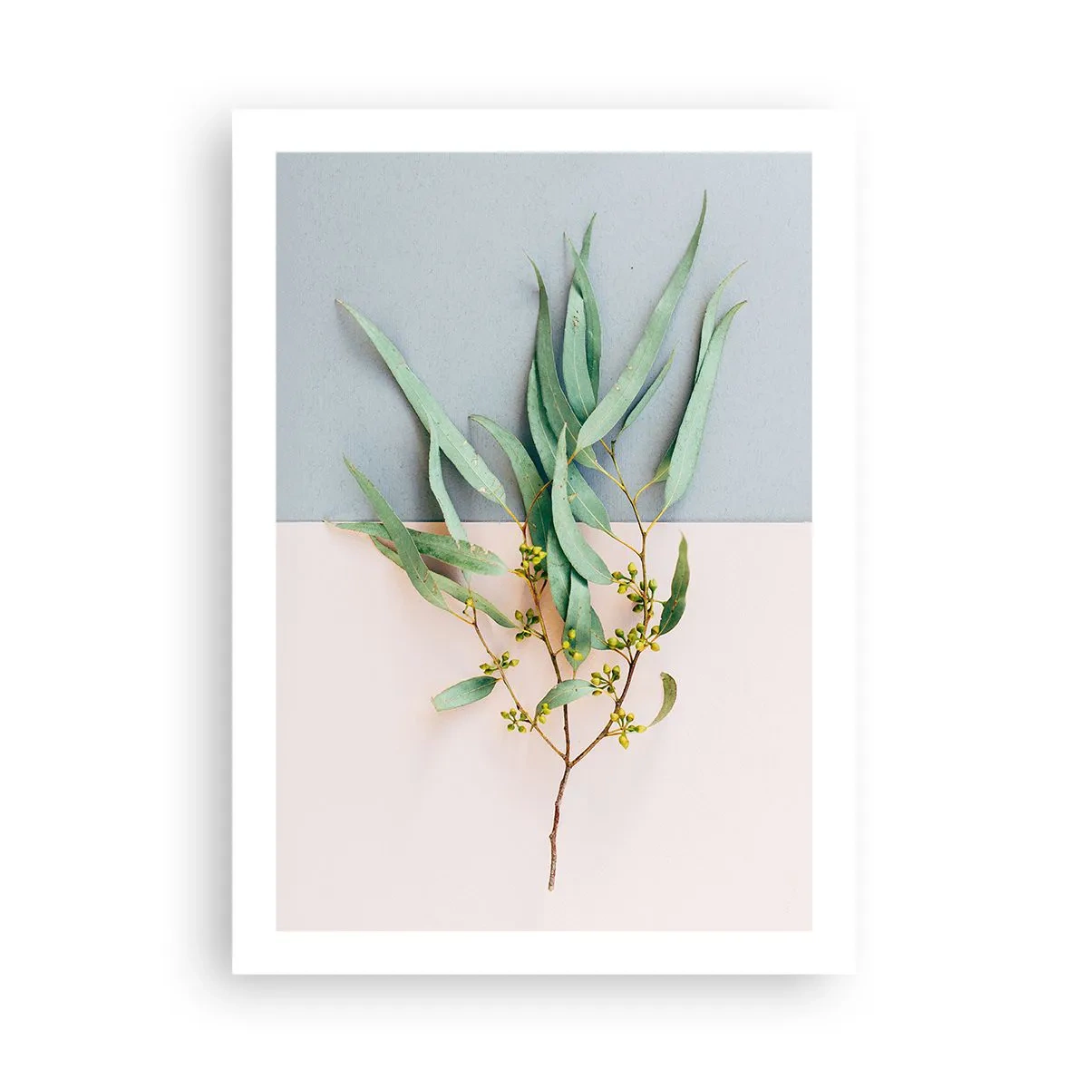 Poster - Un rametto di eucalipto su uno sfondo pastello - 50x70cm - Delicatezza pastello - Decorazione murale moderna per soggiorno e camera da letto ARTTOR