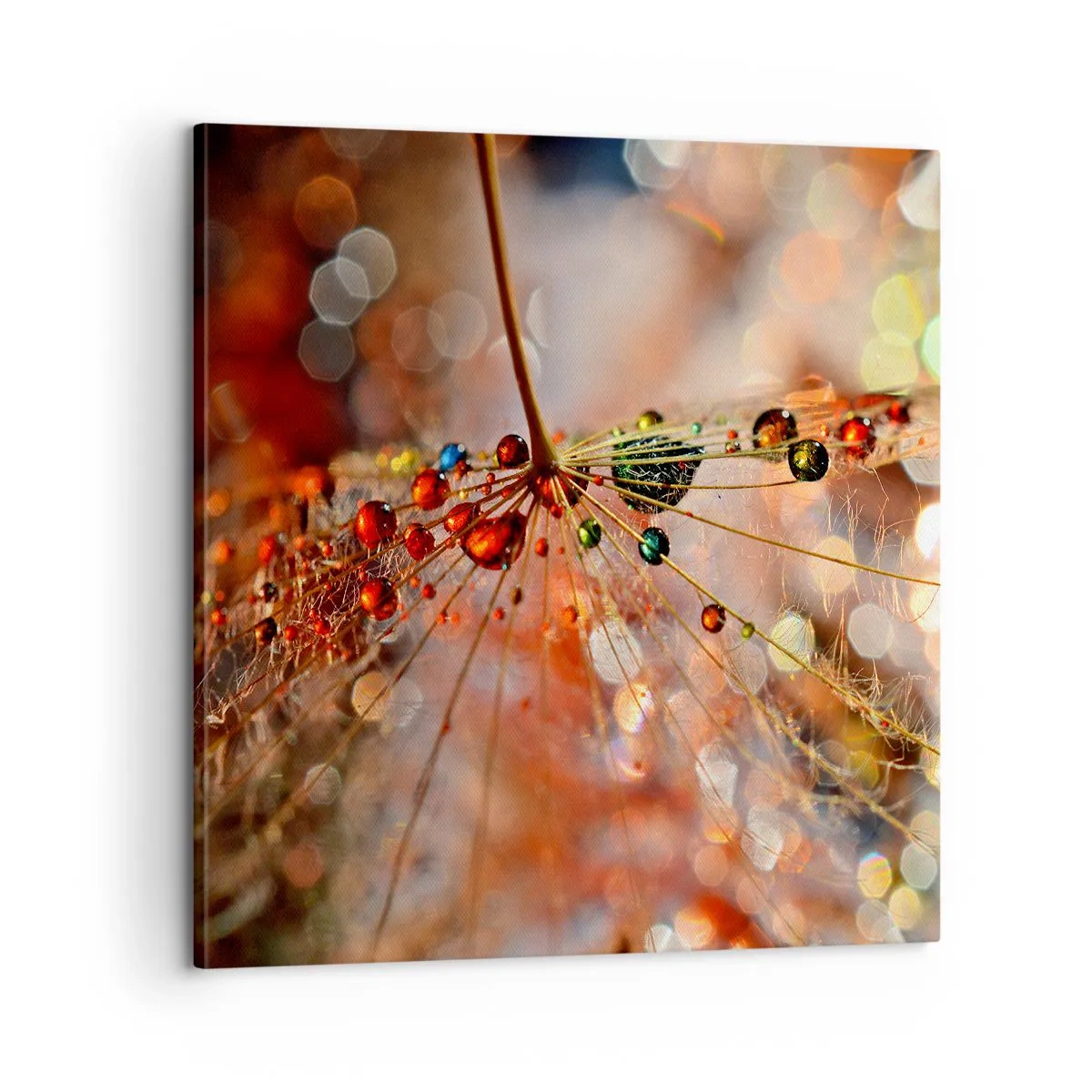 Quadro su tela - Stampe su Tela - Posate sulla ragnatela - 60x60 cm