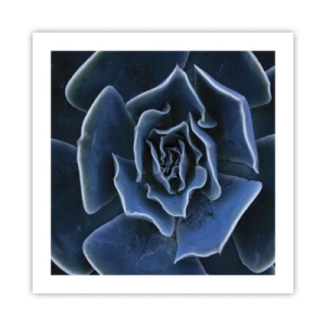 Poster - Fiore del deserto - 50x50 cm