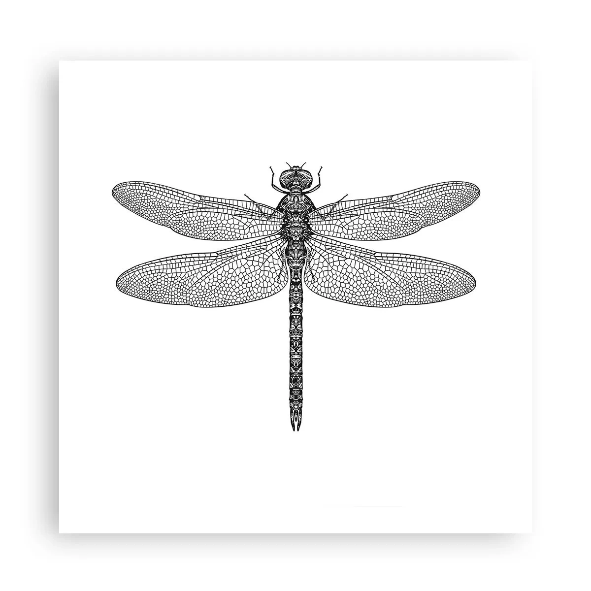 Poster - La precisione della natura - 60x60 cm