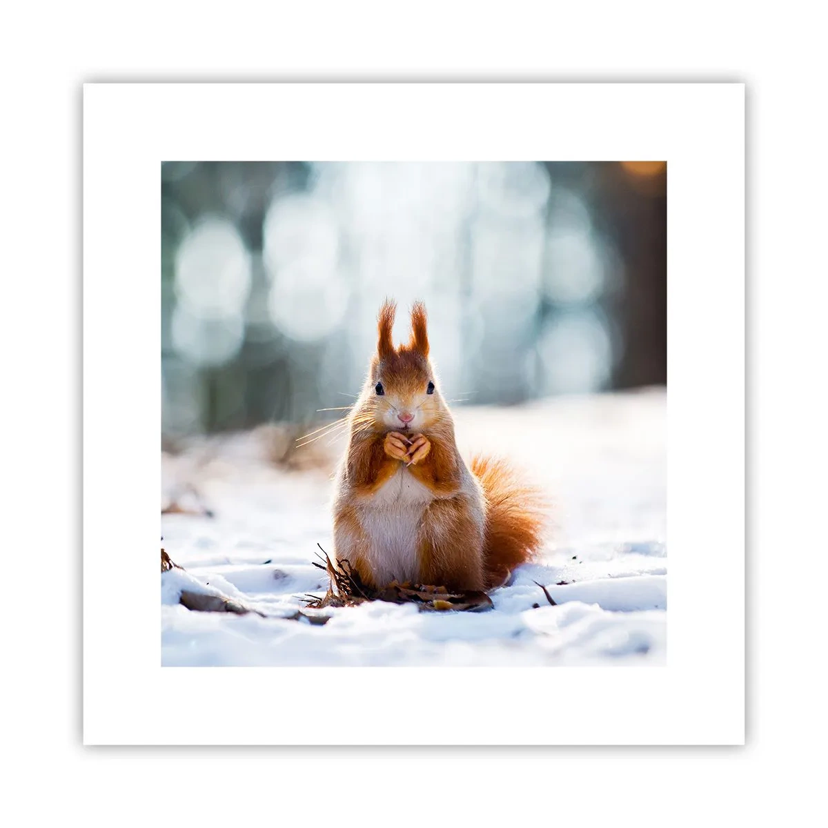 Poster - Che cosa guardi? - 30x30 cm